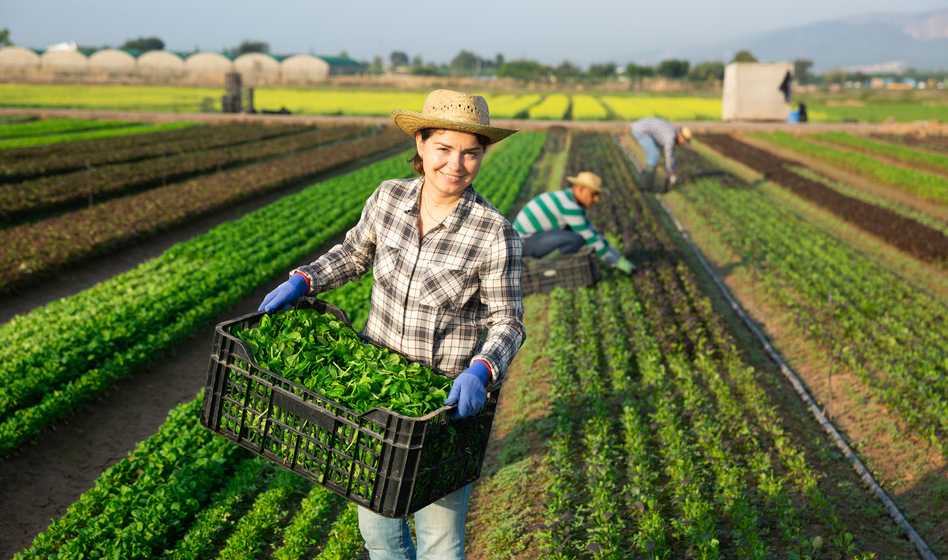 Farmers-Harvesting-Vegetables_1920x1135