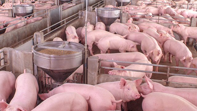 Pig-Farm_640x360